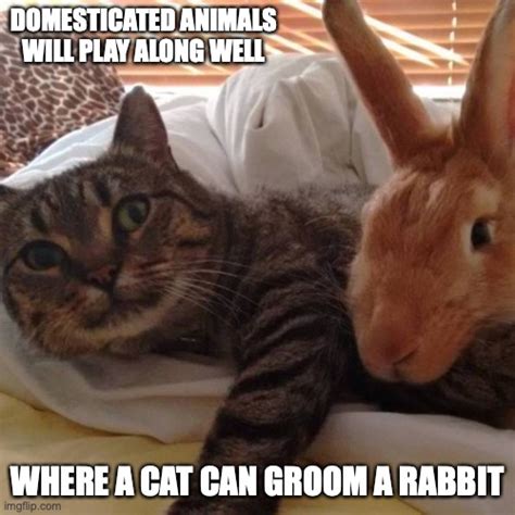 cat and rabbit meme